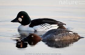 Attēlu rezultāti vaicājumam “Bucephala clangula male”