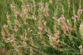 Attēlu rezultāti vaicājumam “Onobrychis arenaria”