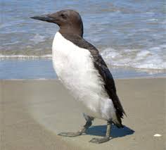 Image result for Uria aalge