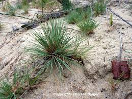 Attēlu rezultāti vaicājumam “Corynephorus canescens leaf”
