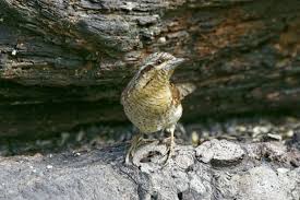 Image result for Jynx torquilla