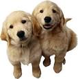 Pet Cleaning Supplies and Pet Cleaning Products