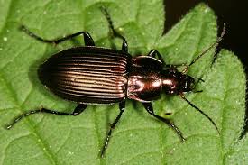 Attēlu rezultāti vaicājumam “Poecilus cupreus”