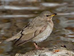 Image result for Turdus ruficollis