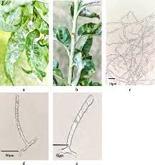 Attēlu rezultāti vaicājumam “Erysiphe galeopsidis”