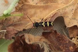 Attēlu rezultāti vaicājumam “Clytus arietis”