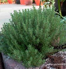 Image result for Thymian