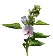 Image result for Althaea officinalis