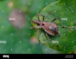 Attēlu rezultāti vaicājumam “Himacerus apterus”