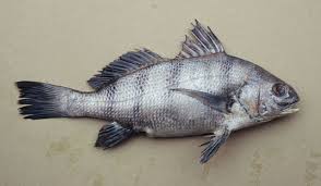 Image result for Pogonias cromis