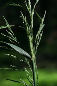 Attēlu rezultāti vaicājumam “Cinna latifolia fruit”