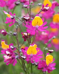 Image result for Schizanthus