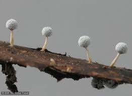 Attēlu rezultāti vaicājumam “Didymium spongiosum spores”