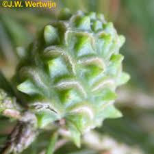 Attēlu rezultāti vaicājumam “Sacchiphantes abietis”