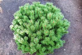 Attēlu rezultāti vaicājumam “Pinus mugo fruit”