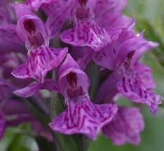 Attēlu rezultāti vaicājumam “Dactylorhiza russowii leaf”