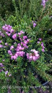 Attēlu rezultāti vaicājumam “Erica x darleyensis flower”