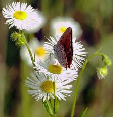 Attēlu rezultāti vaicājumam “Erigeron annuus”