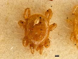 Attēlu rezultāti vaicājumam “Poecilochirus sp.”