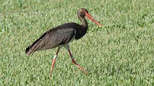 Attēlu rezultāti vaicājumam “Ciconia nigra adult”