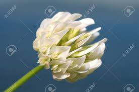 Attēlu rezultāti vaicājumam “Trifolium alpestre flower”