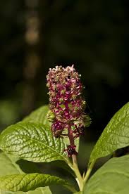 Attēlu rezultāti vaicājumam “Phytolacca acinosa flower”