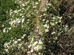 Image result for Aster lanceolatus