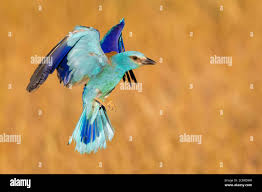 Attēlu rezultāti vaicājumam “Coracias garrulus adult”