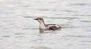 Image result for Brachyramphus perdix