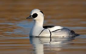 Attēlu rezultāti vaicājumam “Mergus albellus”