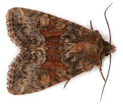 Attēlu rezultāti vaicājumam “Oligia sp.”