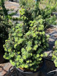 Attēlu rezultāti vaicājumam “Pseudotsuga menziesii flower”