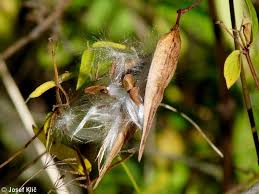Attēlu rezultāti vaicājumam “Vincetoxicum hirundinaria fruit”