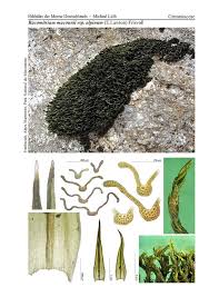 Attēlu rezultāti vaicājumam “Seligeria donniana”