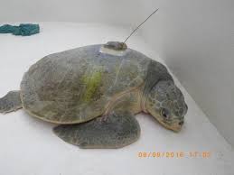 Image result for Lepidochelys kempii