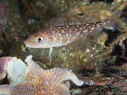 Image result for Gadus morhua