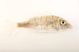 Image result for Lithognathus mormyrus