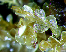 Attēlu rezultāti vaicājumam “Jungermannia hyalina cells”