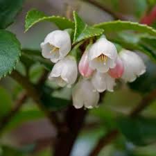 Attēlu rezultāti vaicājumam “Pseudotsuga menziesii flower”