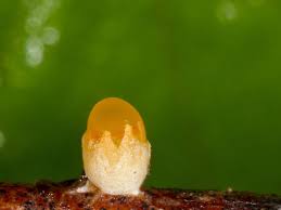 Attēlu rezultāti vaicājumam “Sphaerobolus stellatus”