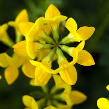 Attēlu rezultāti vaicājumam “Lotus corniculatus flower”