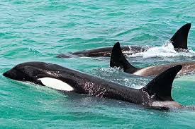 Image result for Orcinus orca