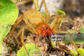 Attēlu rezultāti vaicājumam “Cheiracanthium sp.”