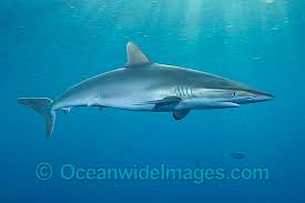 Image result for Carcharhinus falciformis