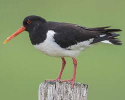 Attēlu rezultāti vaicājumam “Haematopus ostralegus adult”