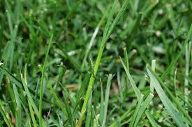 Attēlu rezultāti vaicājumam “Poa trivialis leaf”