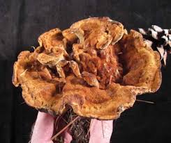 Attēlu rezultāti vaicājumam “Phaeolus schweinitzii”