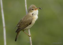 Image result for Acrocephalus aedon