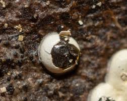 Attēlu rezultāti vaicājumam “Didymium difforme macro”