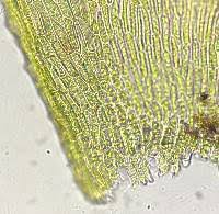 Attēlu rezultāti vaicājumam “Sciuro-hypnum reflexum sporophyte”